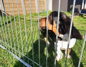 Keeping your dog safe