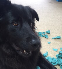 HUHA - donate to help animals